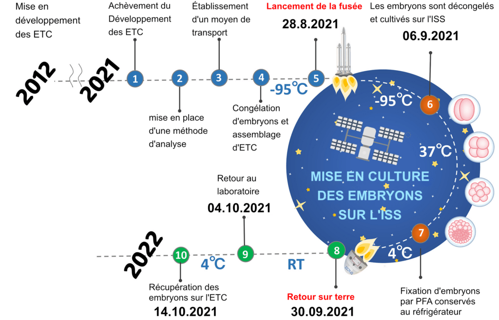 Influence de la microgravité sur le processus de développement embryonnaire des mammifères examinée à la Station spatiale internationale