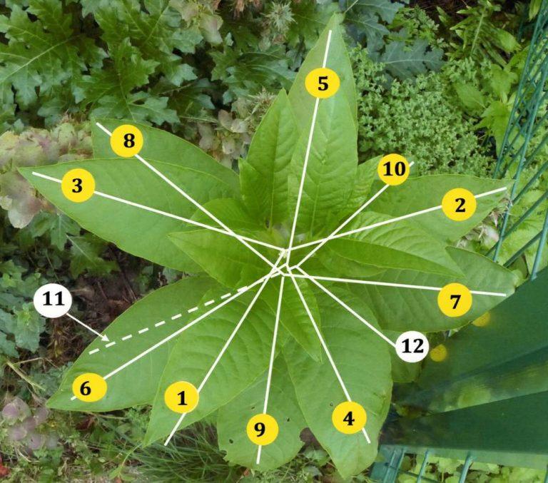 Un arbre triplet forme l’une des structures les plus belles en mathématiques