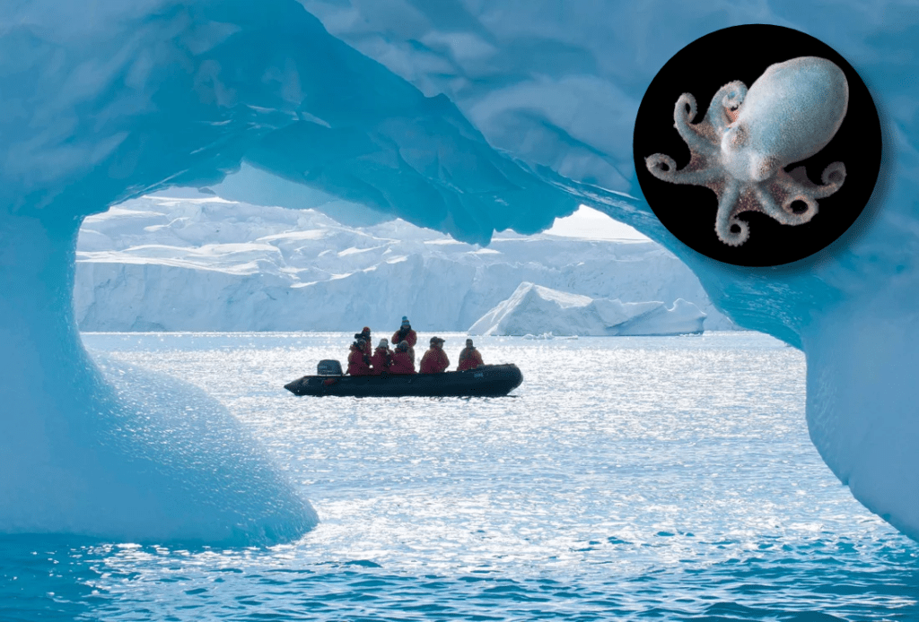 L’histoire perdue de l’Antarctique révélée dans l’ADN des poulpes