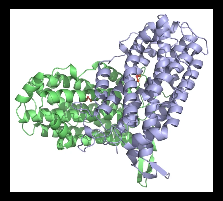 Structure d’une protéine R2 de la ribonucléotide réductase avec un radical.