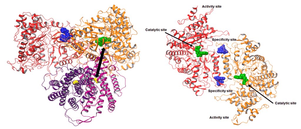 Structure d’une protéine R2 de la ribonucléotide réductase avec un radical.