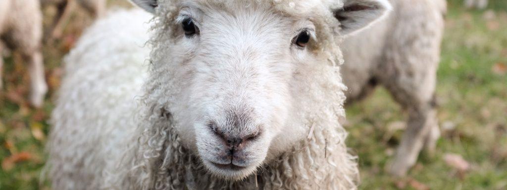 A quoi pensent les animaux de la ferme ?