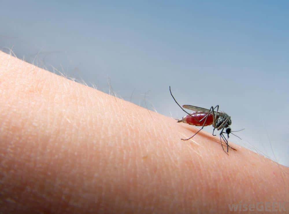 Apparition de l’encéphalite de Murray Valley en Australie, transmise par des moustiques d’origine “tropicale”