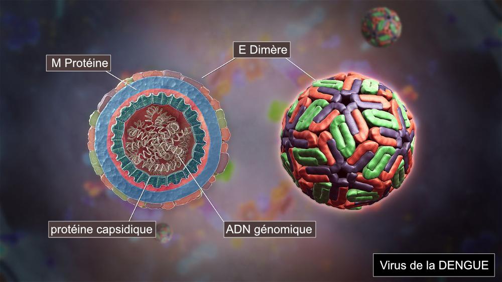 Virus de la DENGUE - https://www.science-technologie.com/
