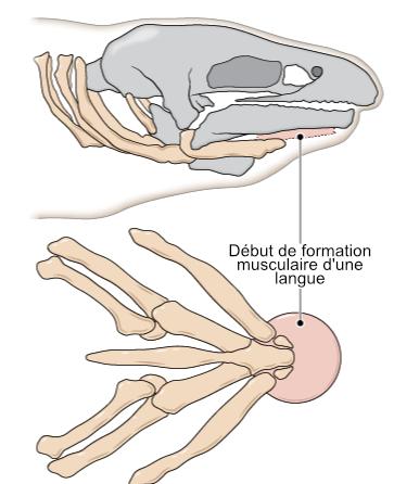 https://www.science-technologie.com/