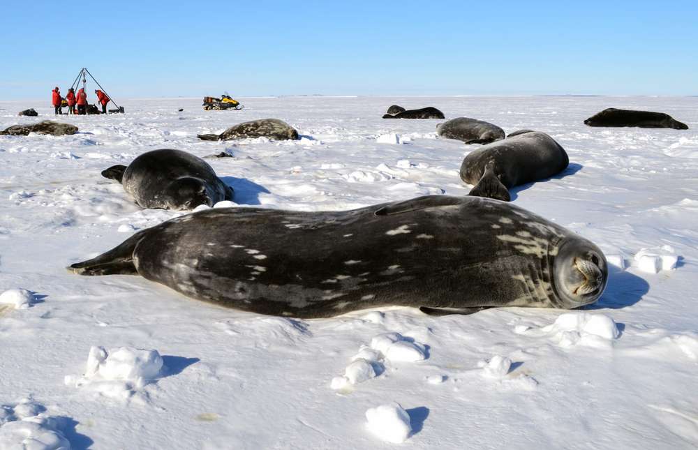 Antarctique s'effondre - https://www.science-technologie.com/