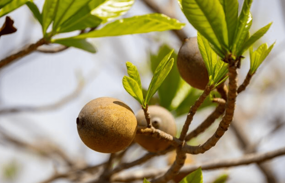 Fruit_Bleu HUITO_arbres Jagua en Colombie